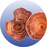 Mushroom Blend