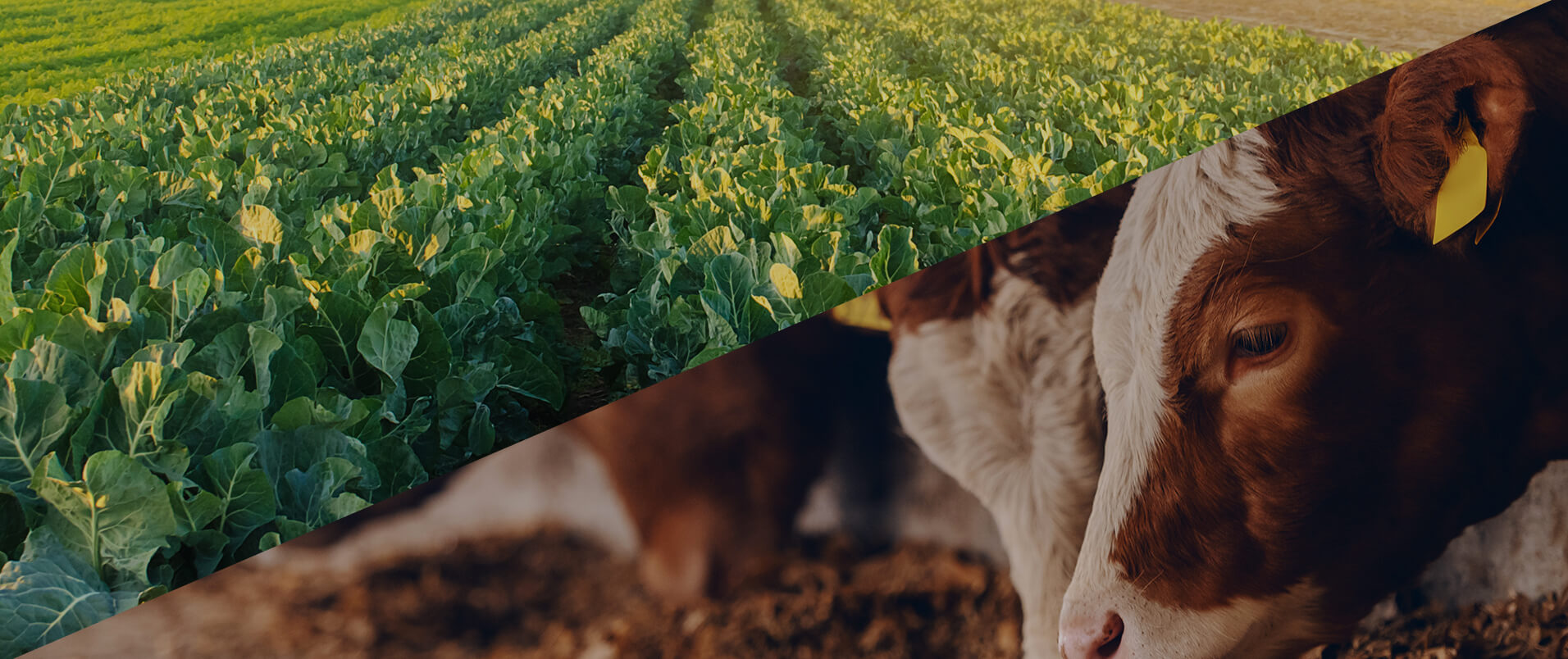 Plant Protein VS Whey Protein. Which is Better?