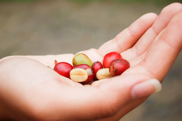 All-Natural Solutions for Energy and Vitality: Boost Your Daily Performance