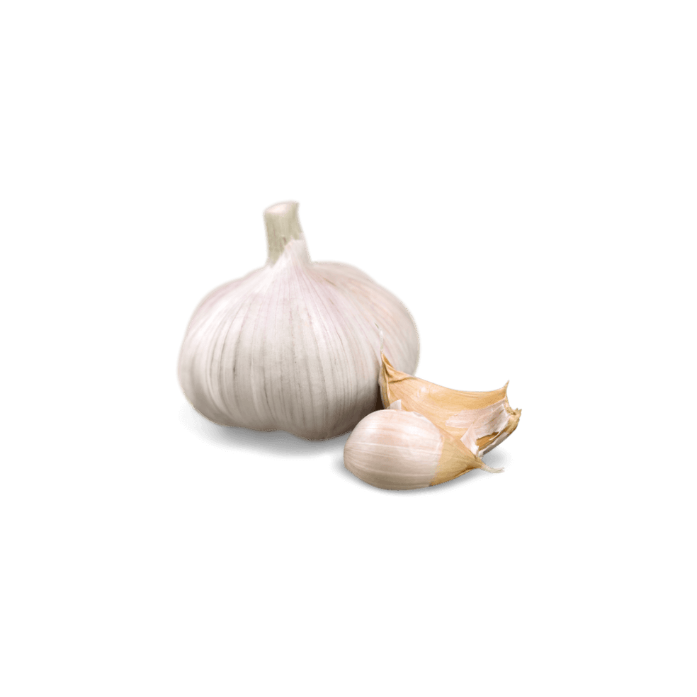 Garlic Bulb Extract