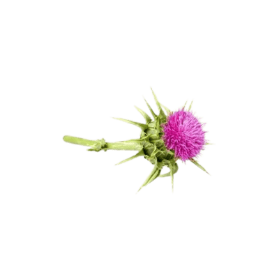 Silymarin (Milk Thistle Extract)