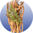 Saw Palmetto