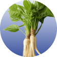 Asian Ginseng