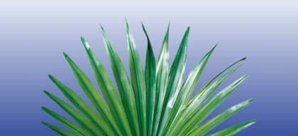 Saw Palmetto