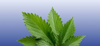 Beetroot Extract