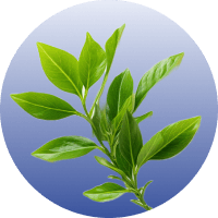 Muira Puama Bark Extract