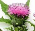 Milk Thistle Seed Extract (with 80% Silymarin)