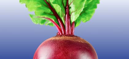 Organic Beet Root