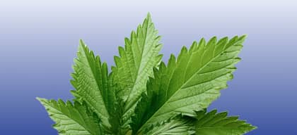 Stinging Nettle