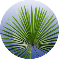 Saw Palmetto