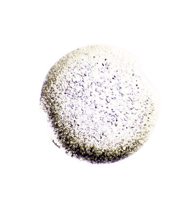 Lactobacillus Rhamnosus