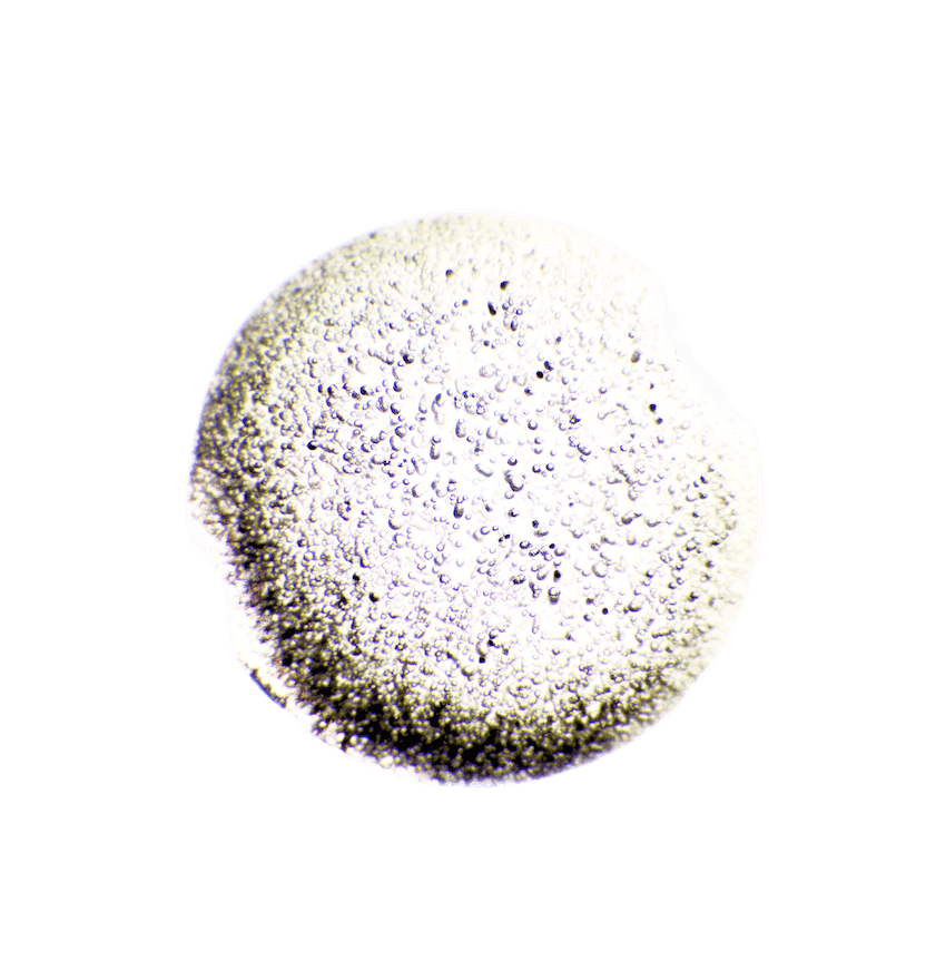 Lactobacillus Rhamnosus