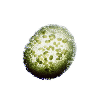 Lactobacillus Plantarum